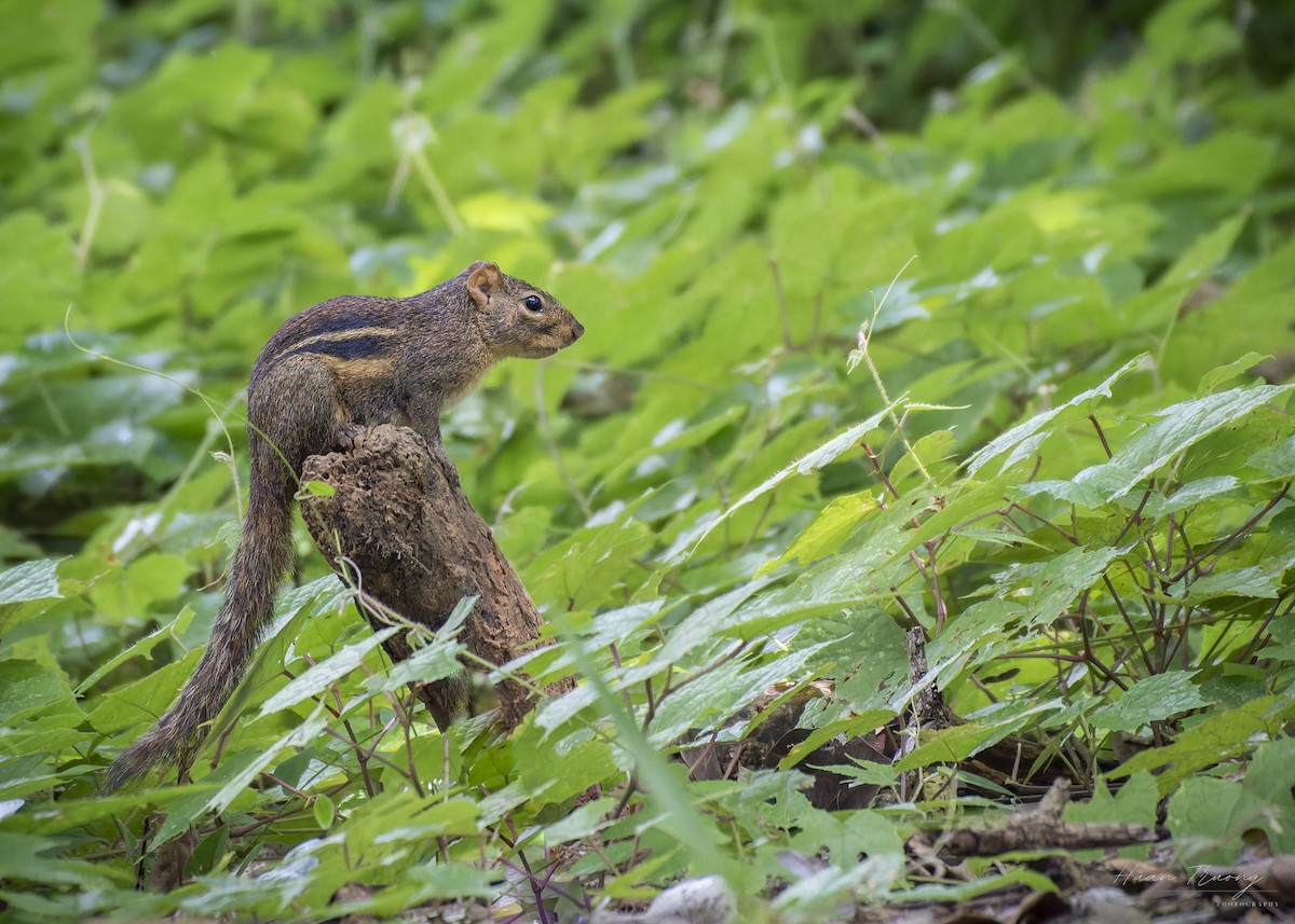 Mammals - ML639801192