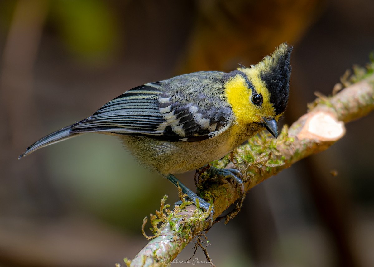Yellow-cheeked Tit - ML639801194