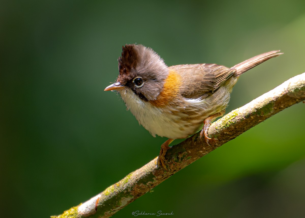Whiskered Yuhina - ML639801206