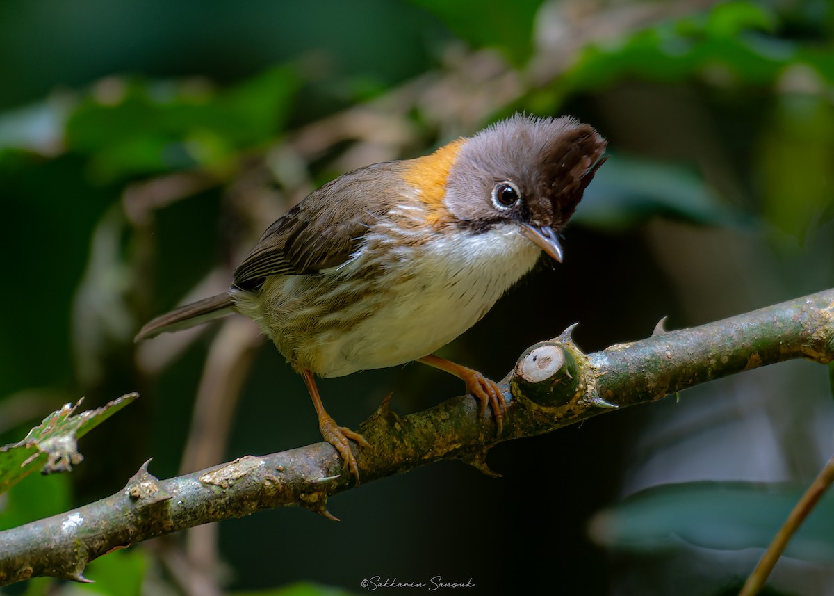 Whiskered Yuhina - ML639801207