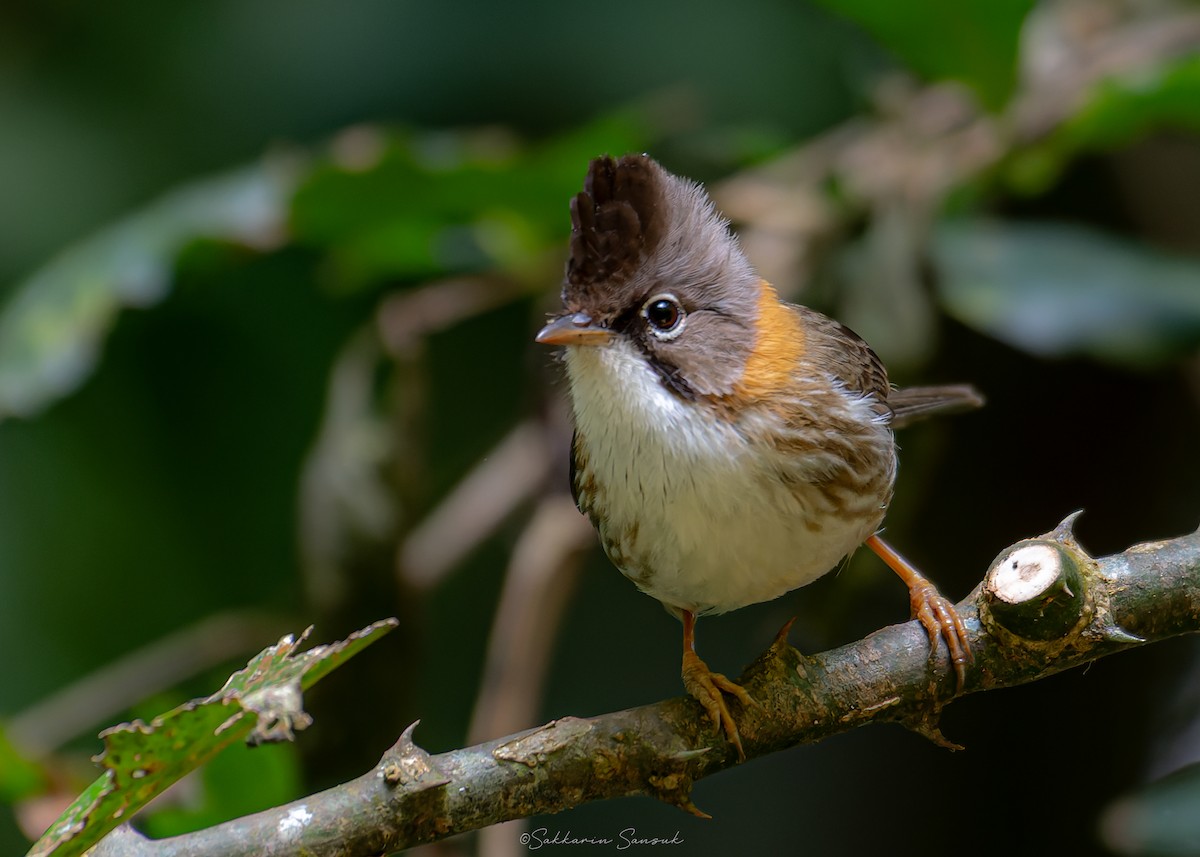 Whiskered Yuhina - ML639801208