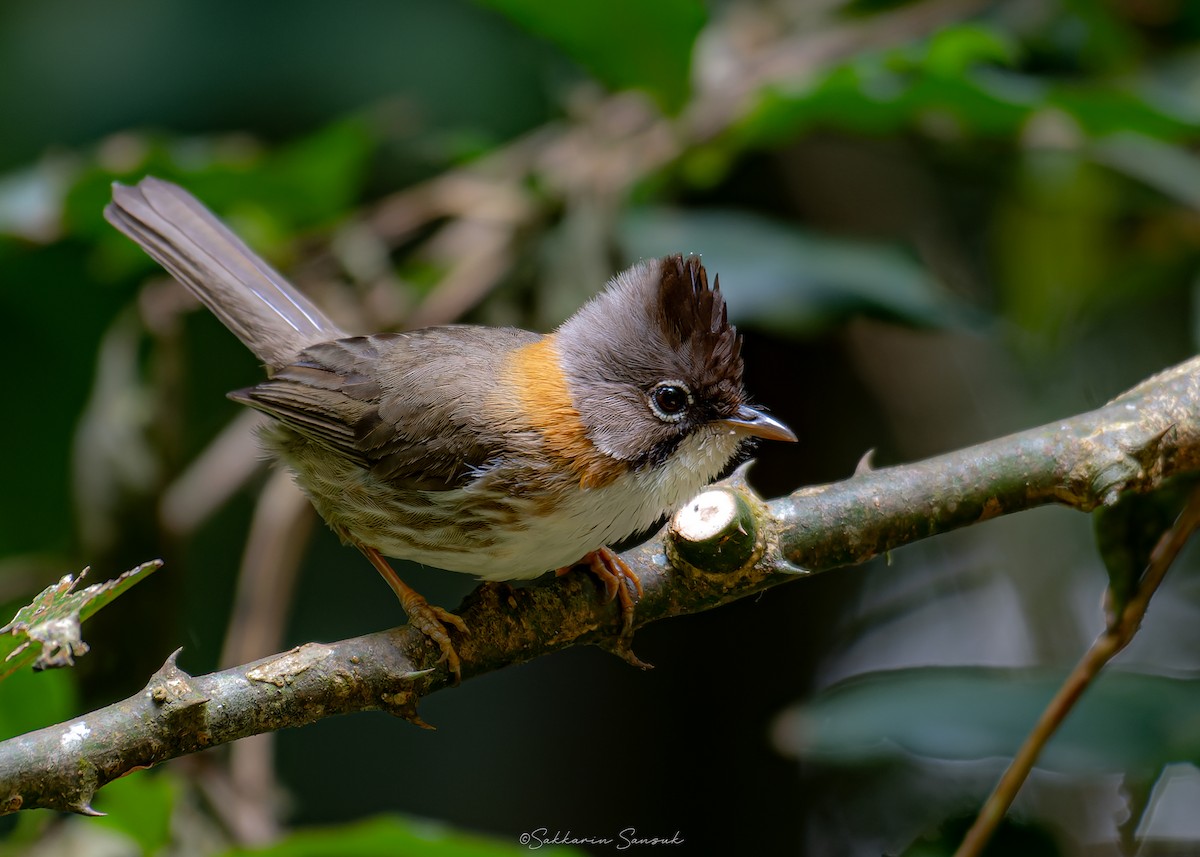 Whiskered Yuhina - ML639801211