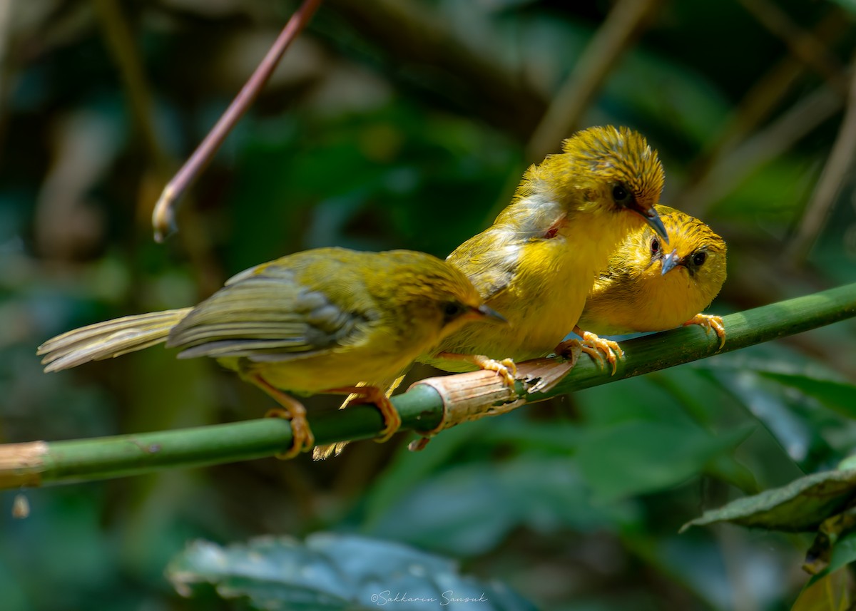 Golden Babbler - ML639801212