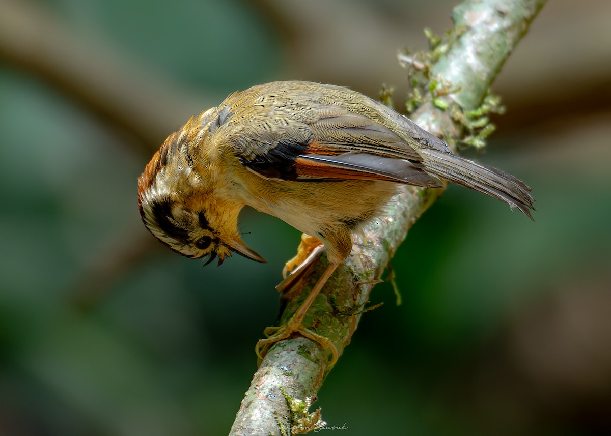Rufous-winged Fulvetta - ML639801217