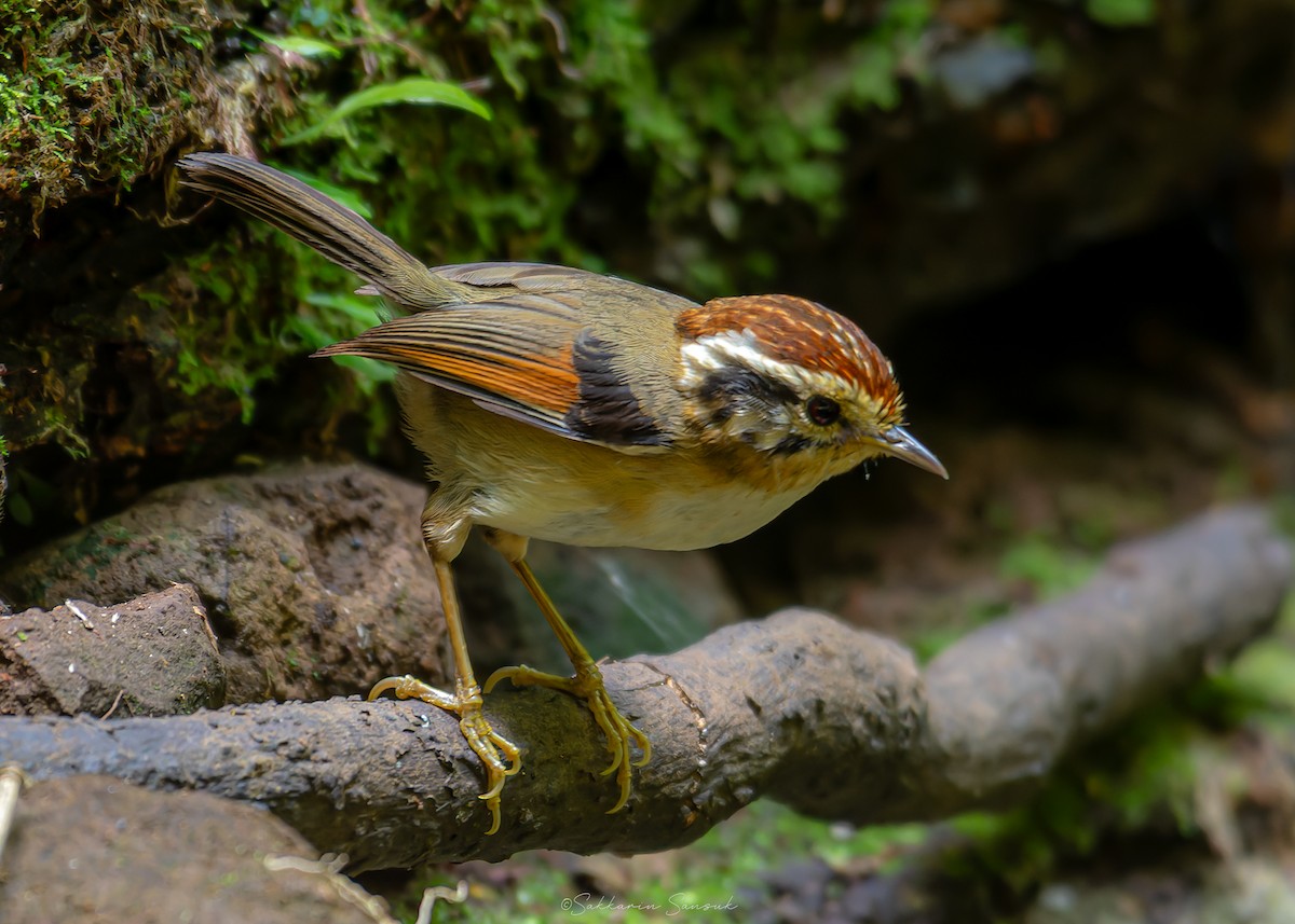 Rufous-winged Fulvetta - ML639801218