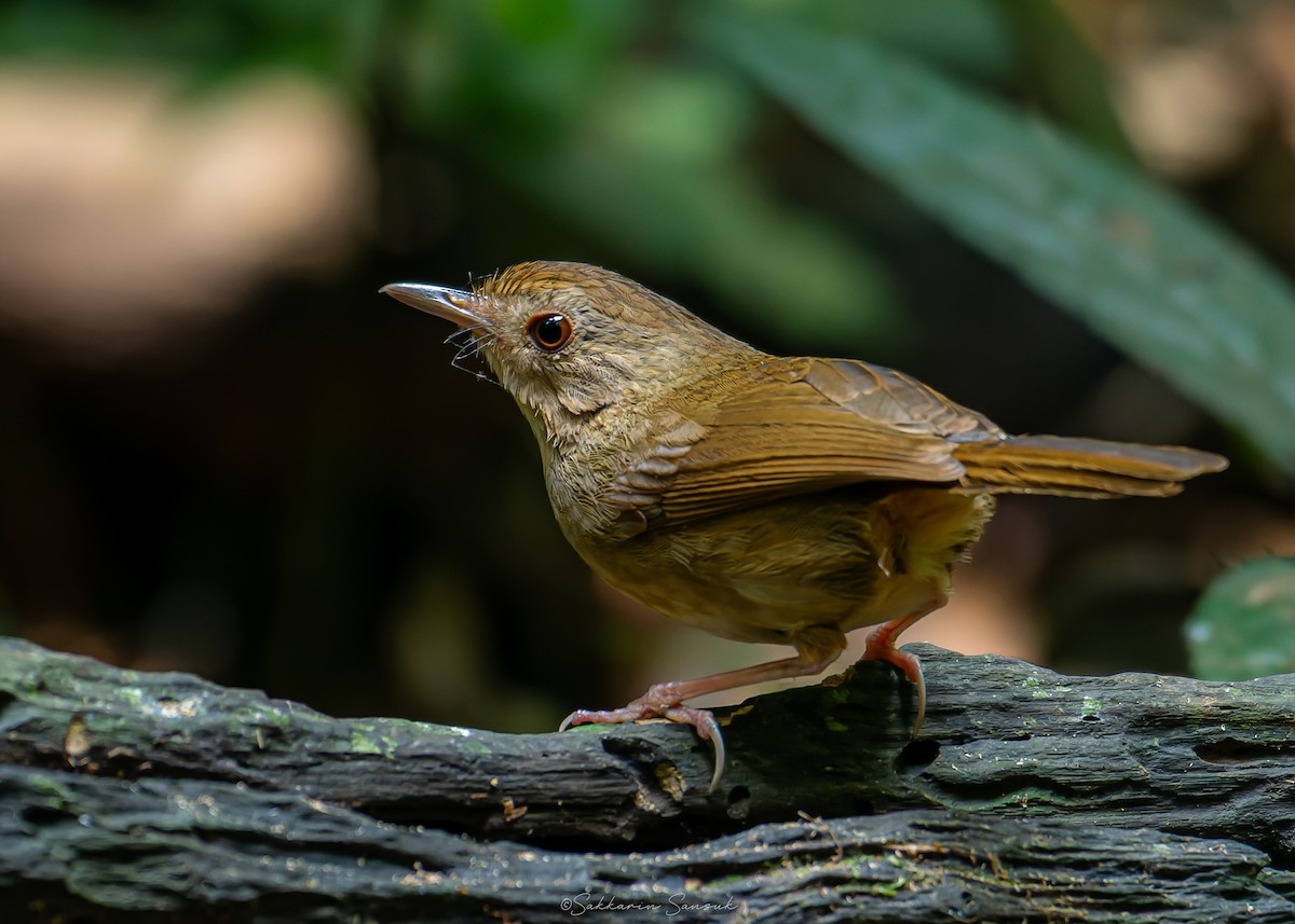 Buff-breasted Babbler - ML639801234