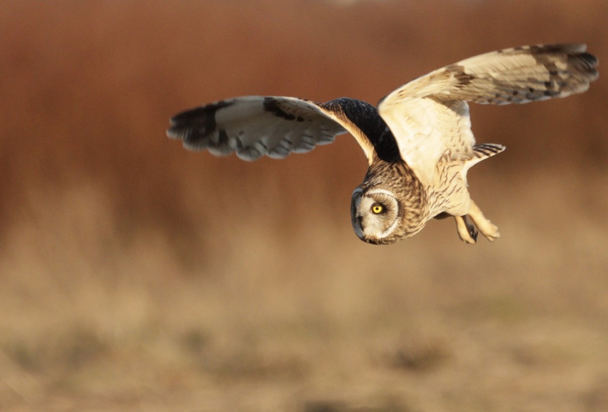 Hibou des marais - ML639801242