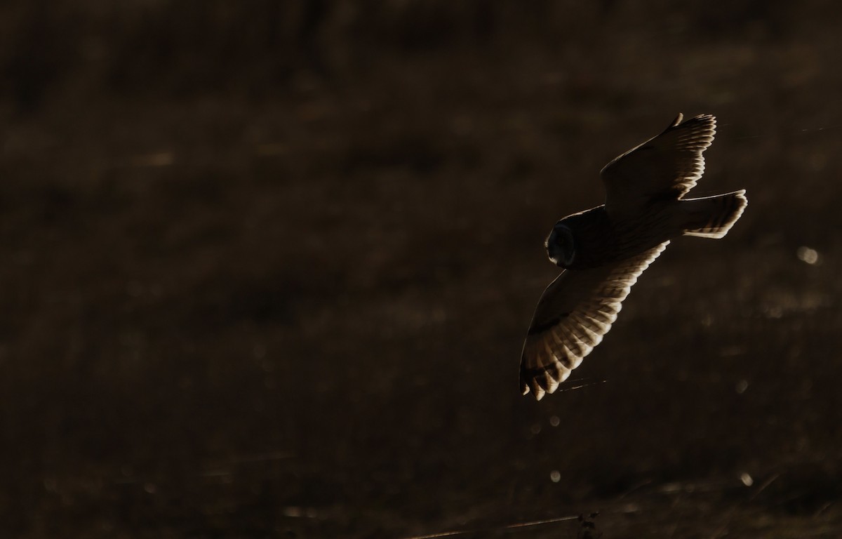 Hibou des marais - ML639801243