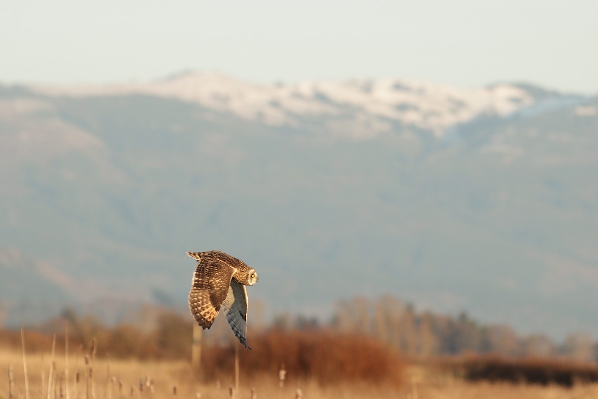 Hibou des marais - ML639801244