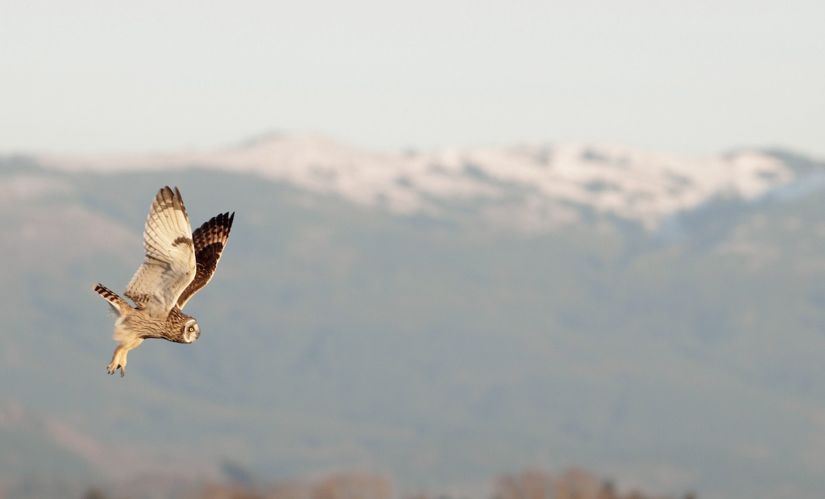 Hibou des marais - ML639801245