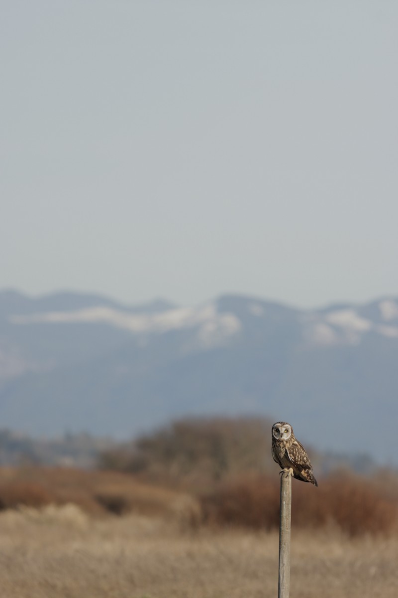 Hibou des marais - ML639801247