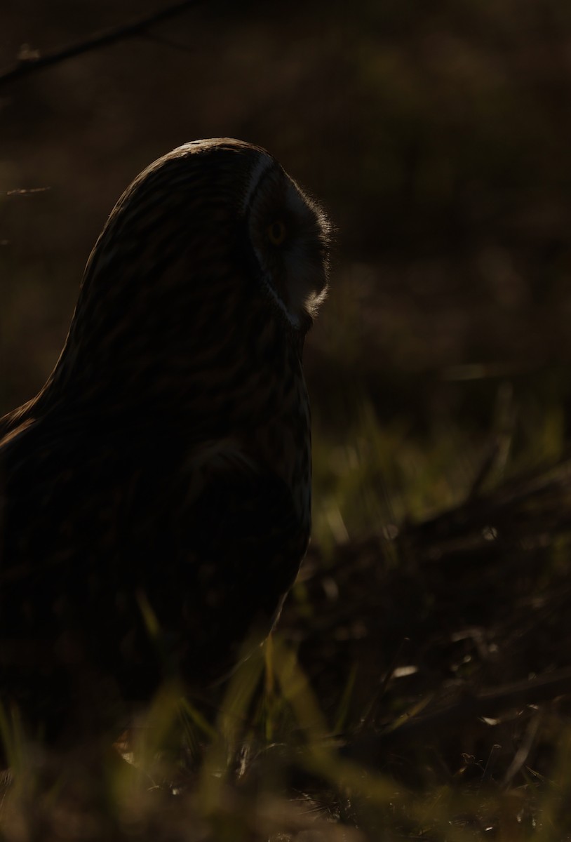 Hibou des marais - ML639801248