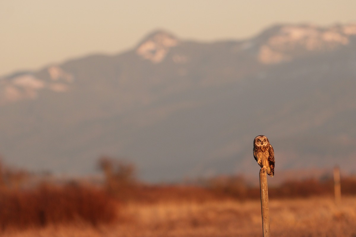 Hibou des marais - ML639801249