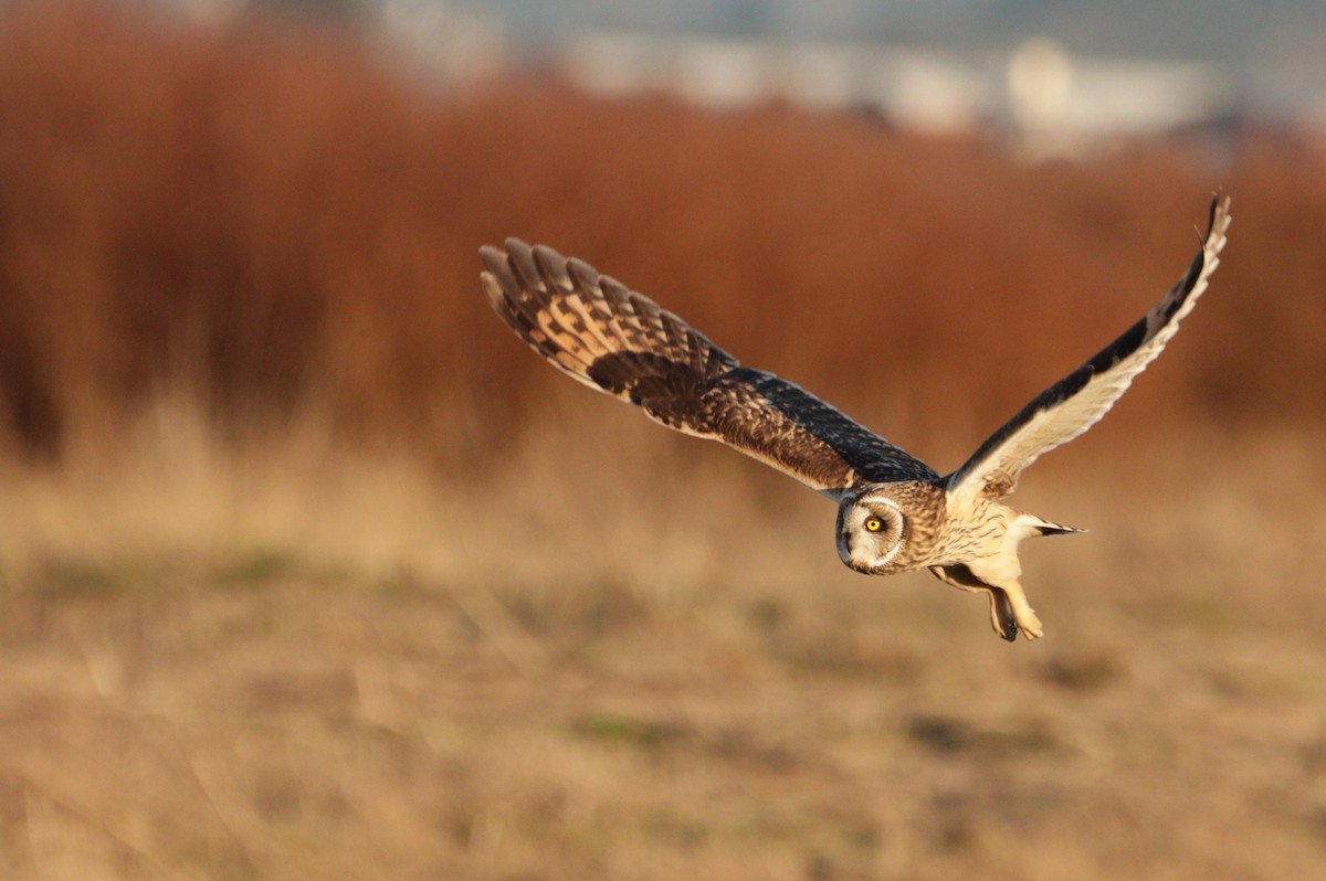 Hibou des marais - ML639801250