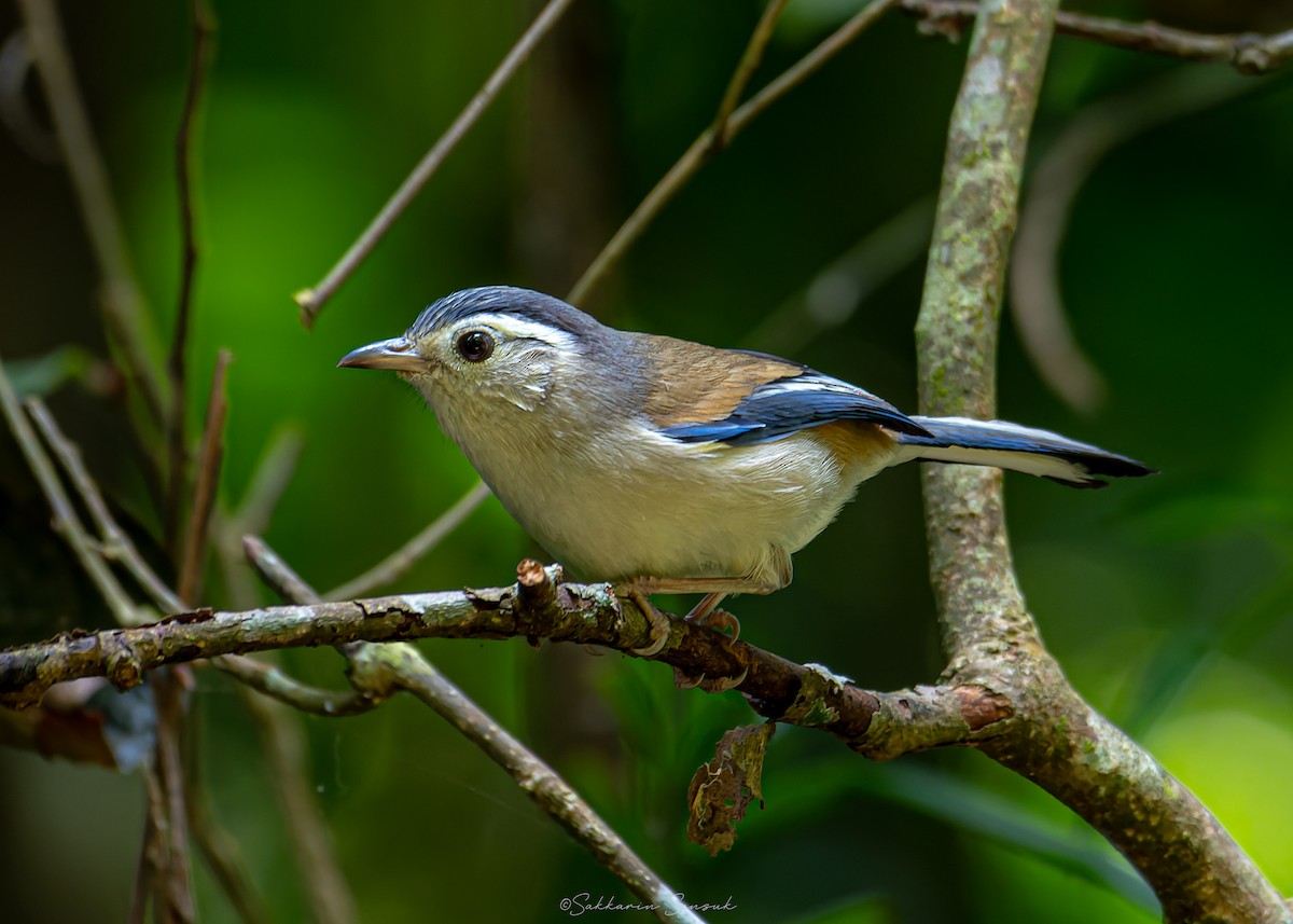 Blue-winged Minla - ML639801265