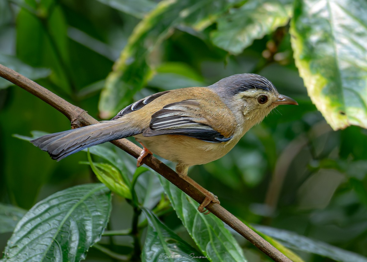 Blue-winged Minla - ML639801266