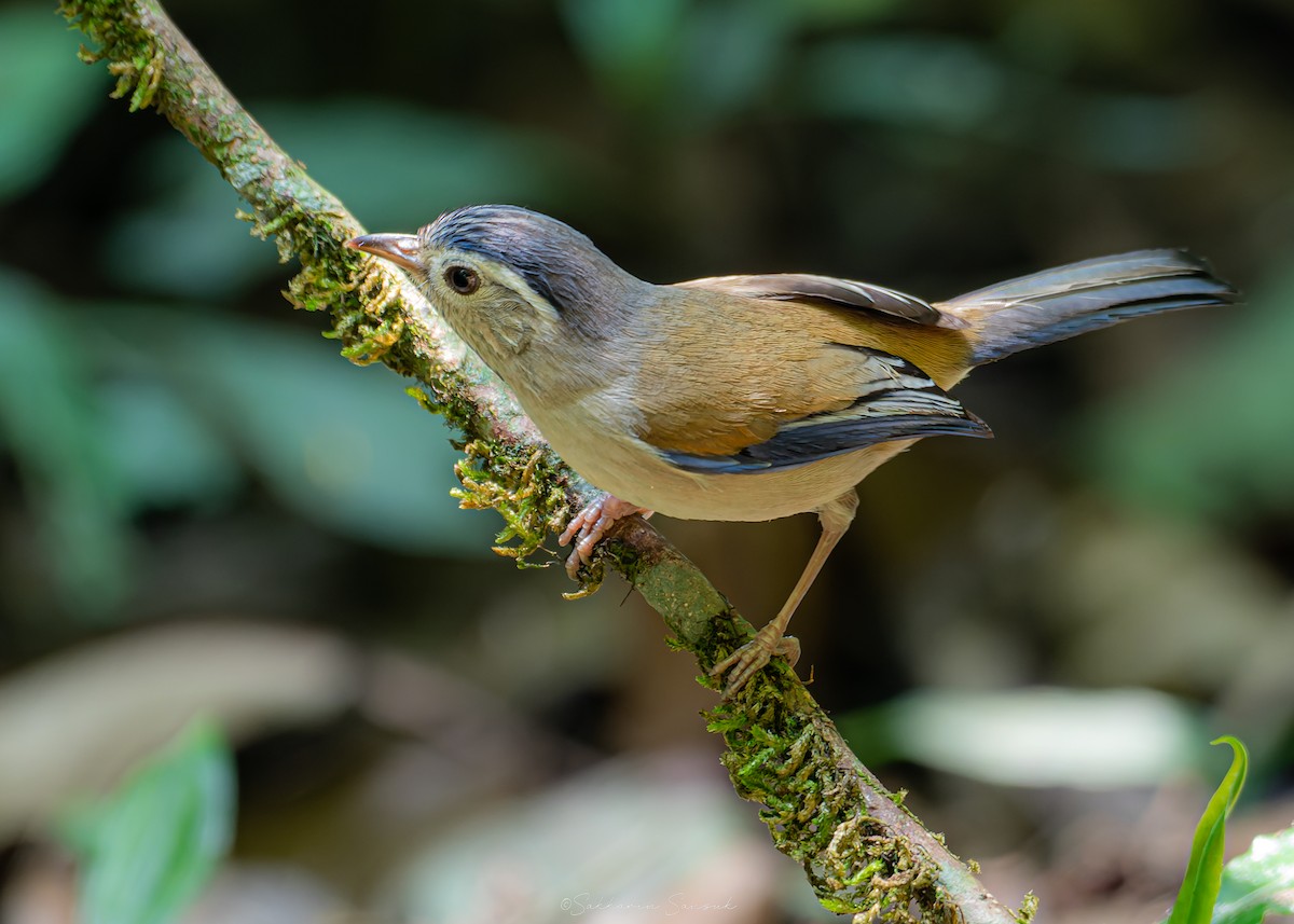 Blue-winged Minla - ML639801267