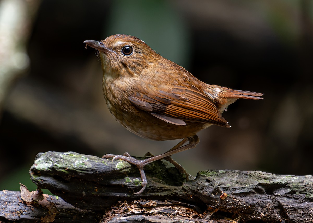 Lesser Shortwing - ML639801281