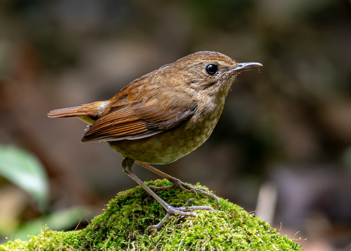 Lesser Shortwing - ML639801282