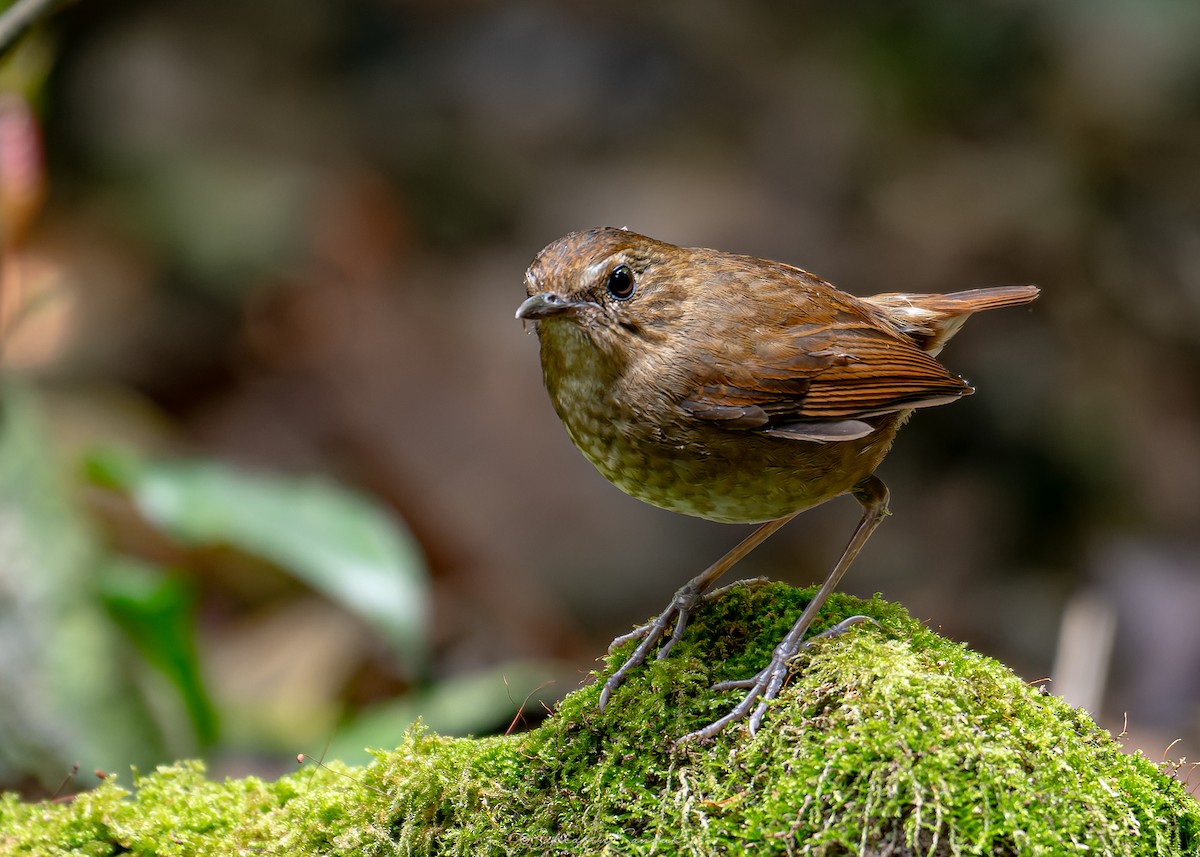 Lesser Shortwing - ML639801283
