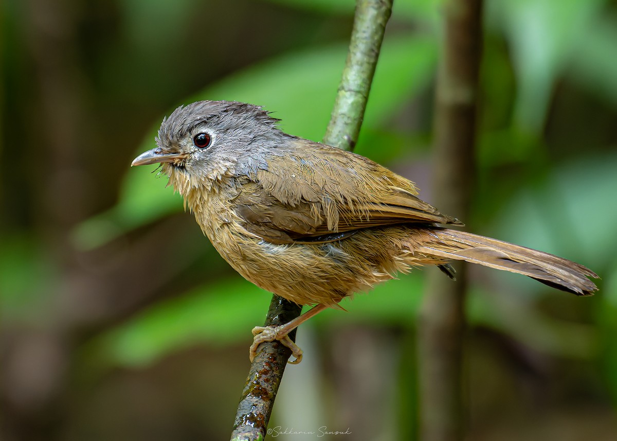 Yunnan Fulvetta - ML639801289