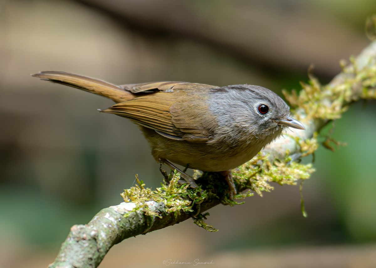Yunnan Fulvetta - ML639801290