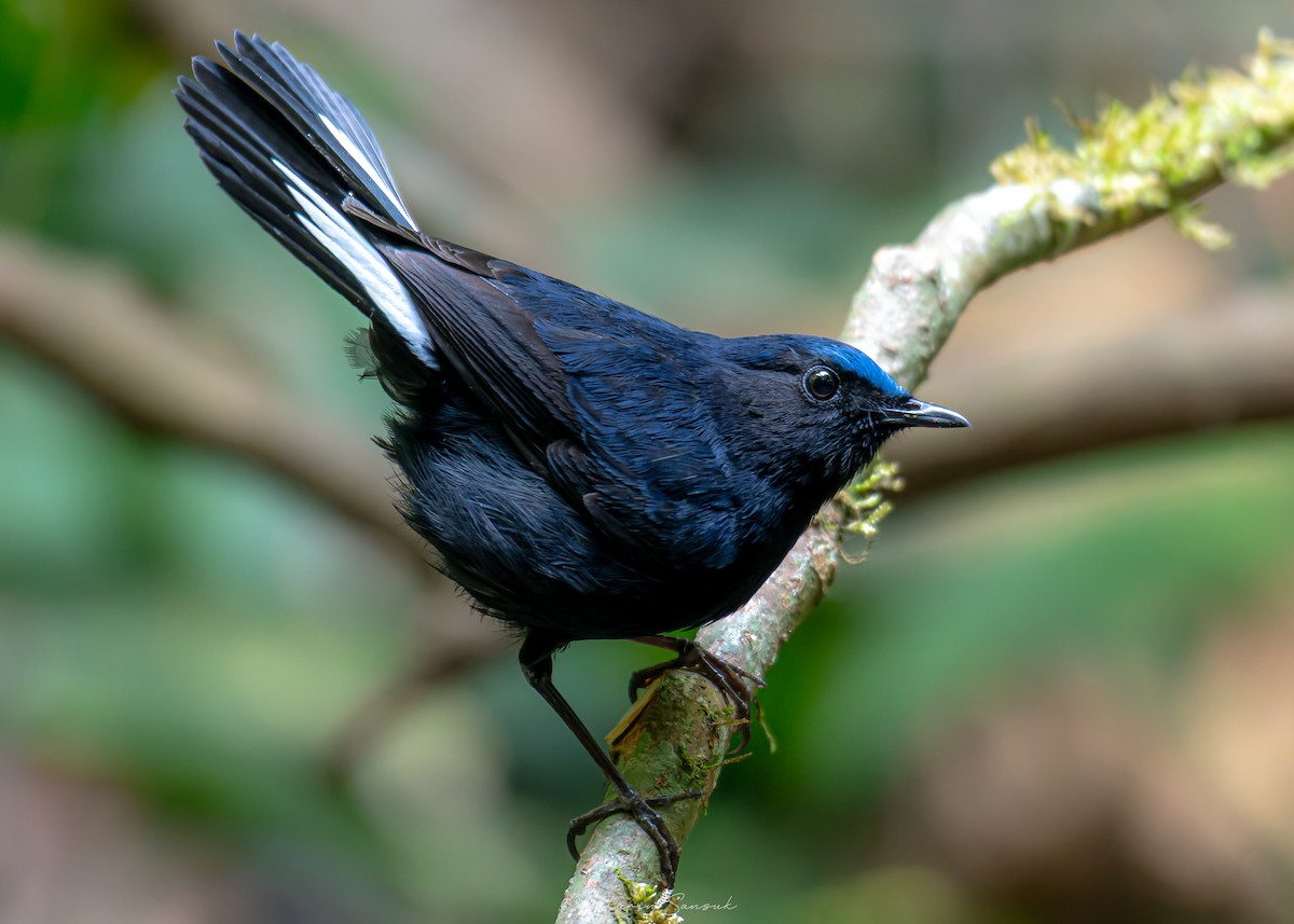 White-tailed Robin (White-tailed) - ML639801296
