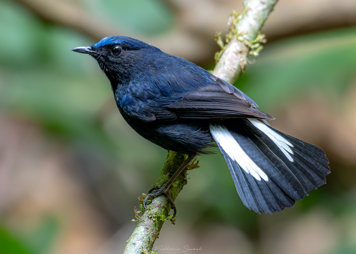 White-tailed Robin (White-tailed) - ML639801297