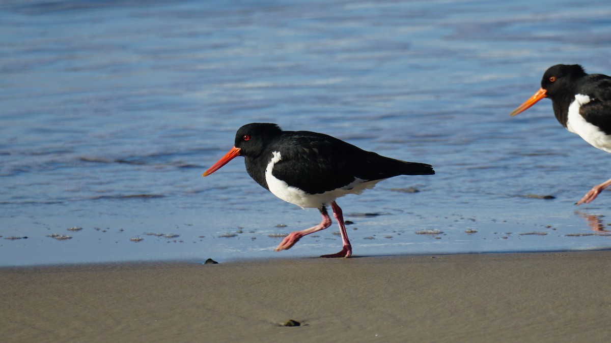 Pied Oystercatcher - ML639801298