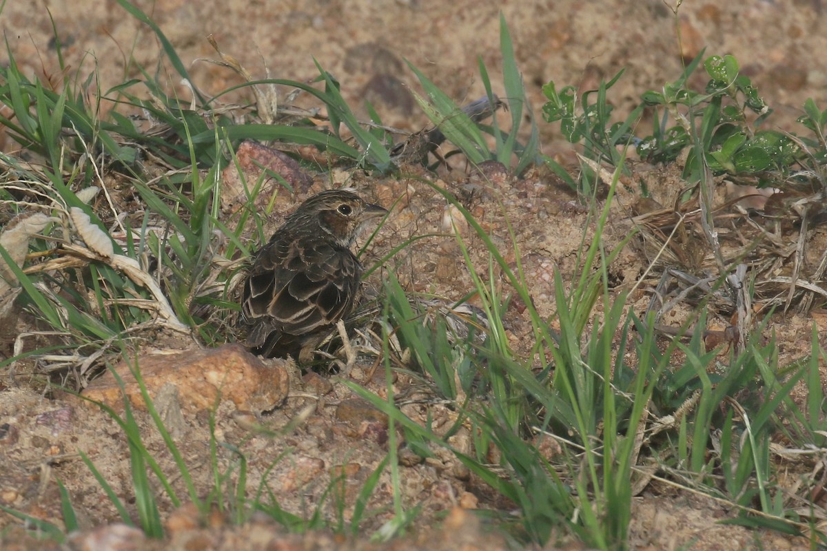 Singing Bushlark (Australasian) - ML639801339
