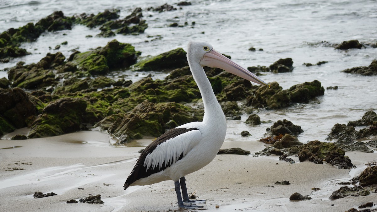 Australian Pelican - ML639801367