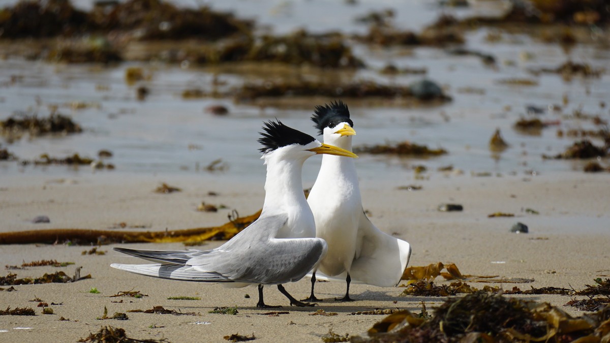 Great Crested Tern - ML639801382