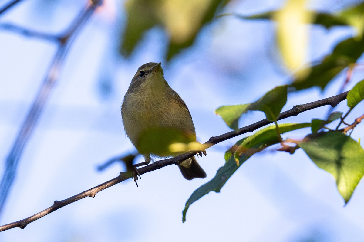 Common Chiffchaff - ML639801393
