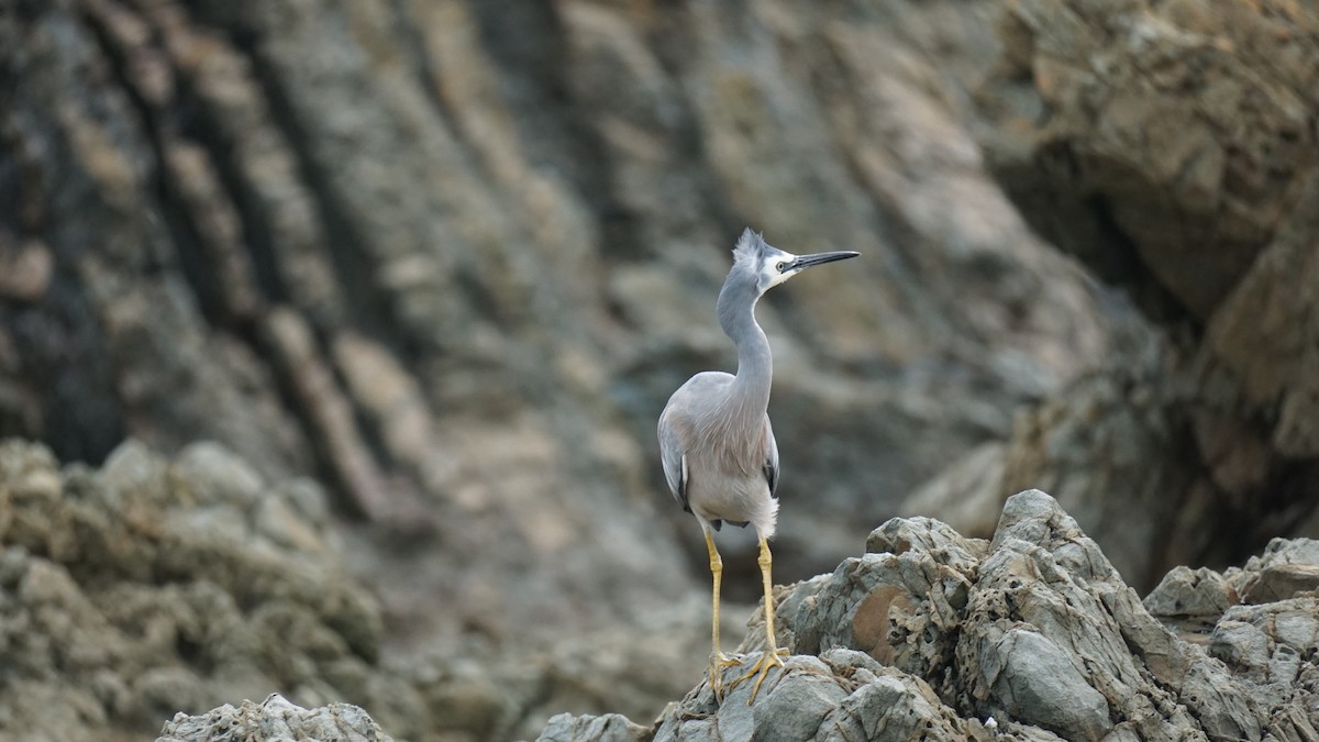 White-faced Heron - ML639801444