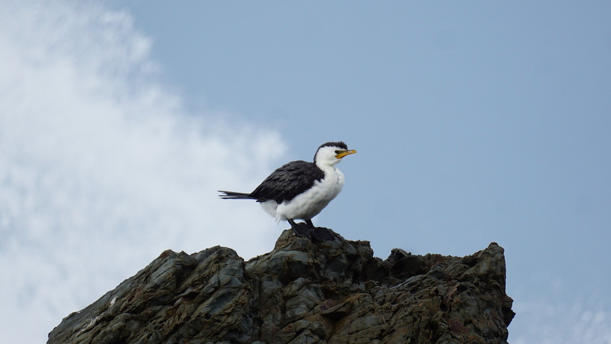 Little Pied Cormorant - ML639801454