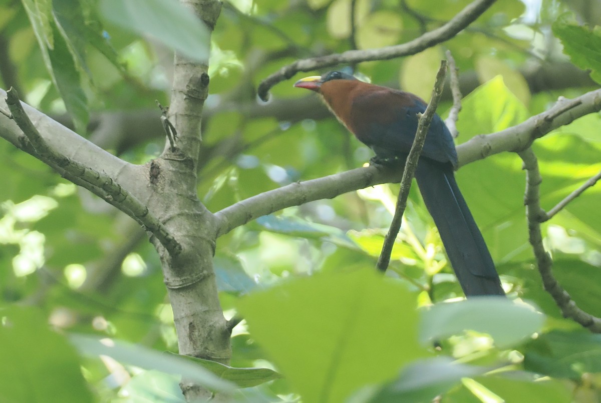 Yellow-billed Malkoha - ML639801480