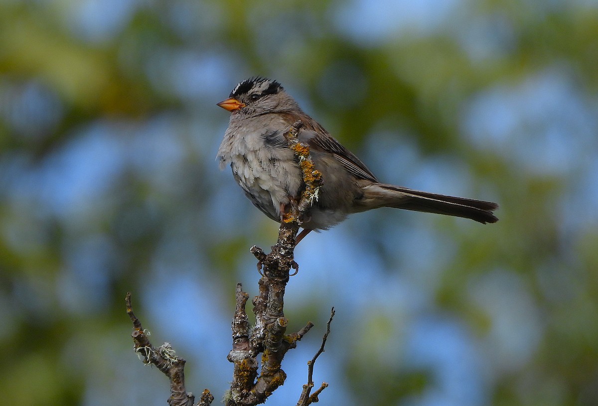 White-crowned Sparrow - ML639801482