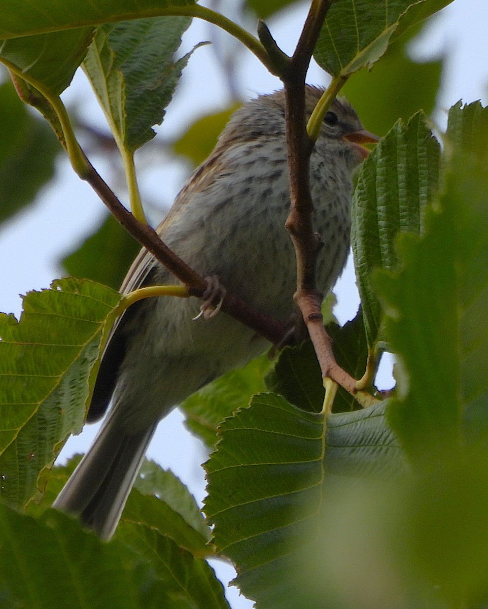 Chipping Sparrow - ML639801495