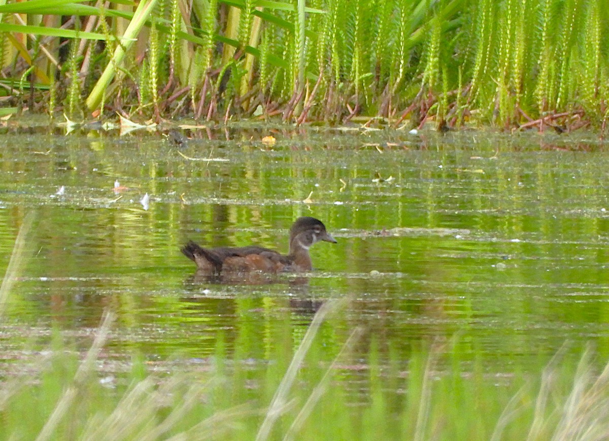 Wood Duck - ML639801497