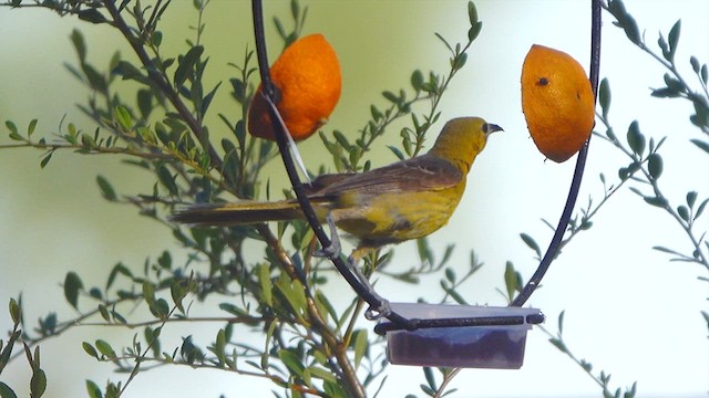 Hooded Oriole - ML639801506