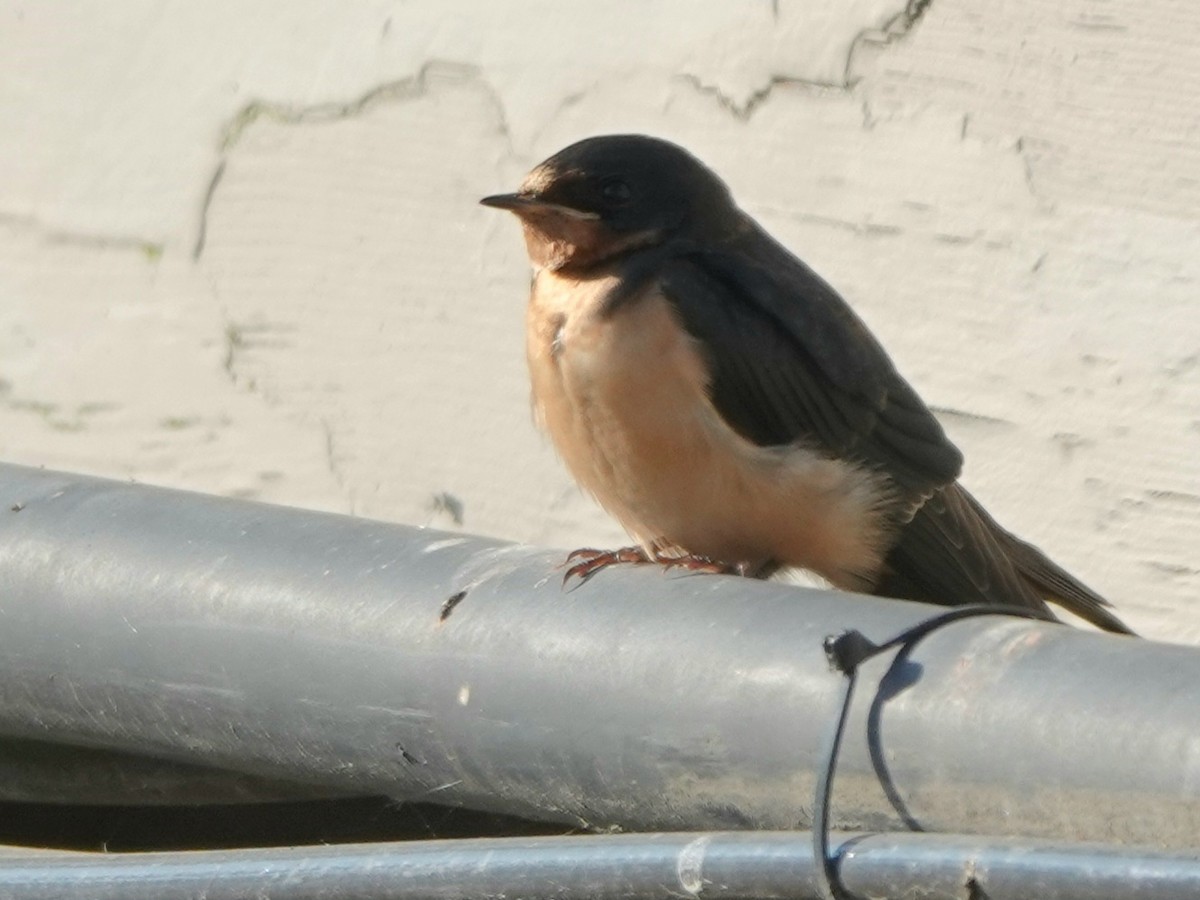 Ластівка сільська - ML639801507