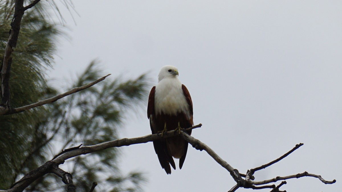 Brahminy Kite - ML639801549