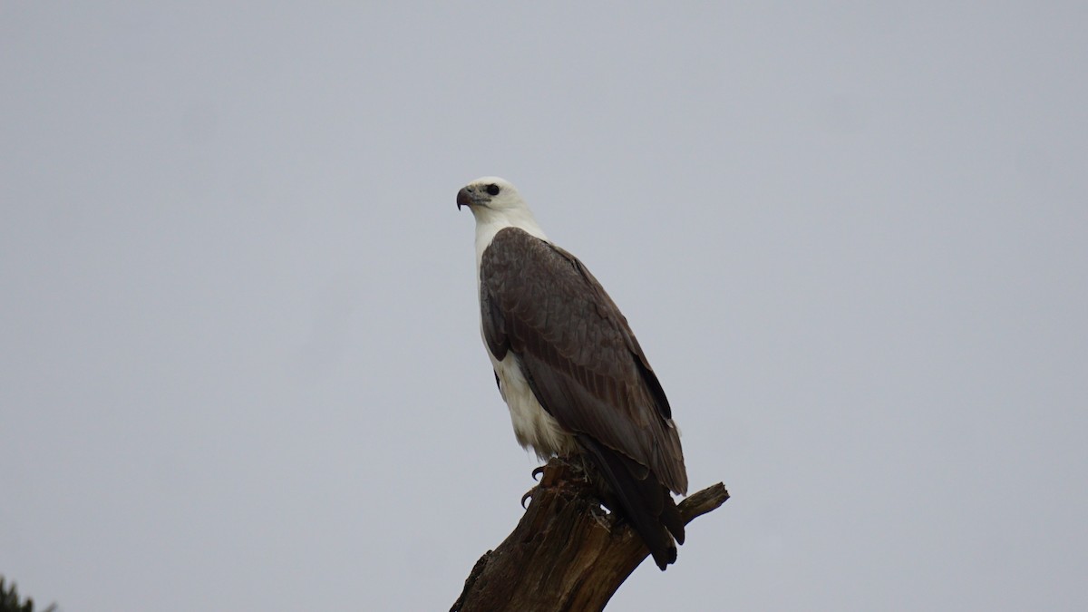 White-bellied Sea-Eagle - ML639801553