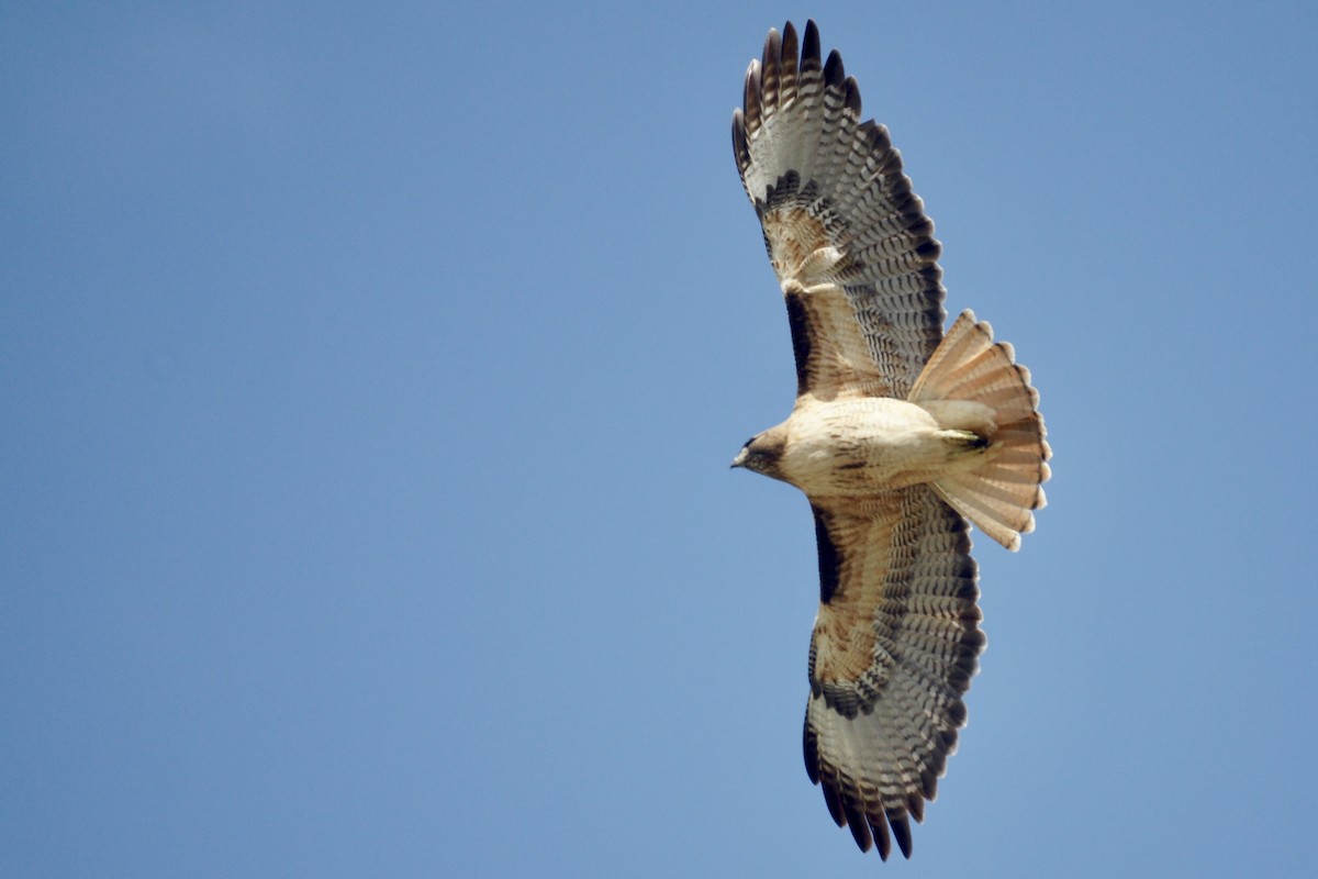 Red-tailed Hawk - ML639801575