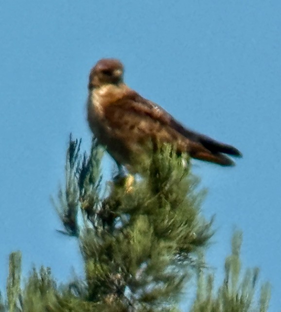 Red-tailed Hawk - ML639801653