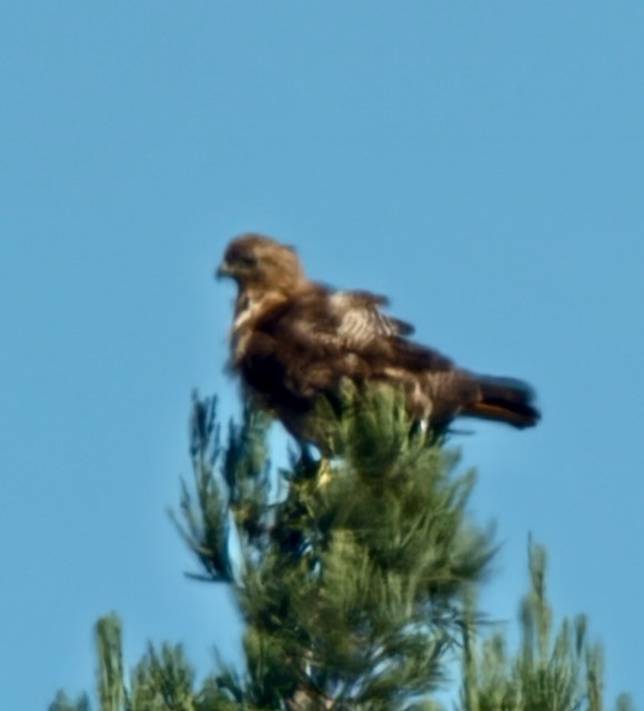 Red-tailed Hawk - ML639801654