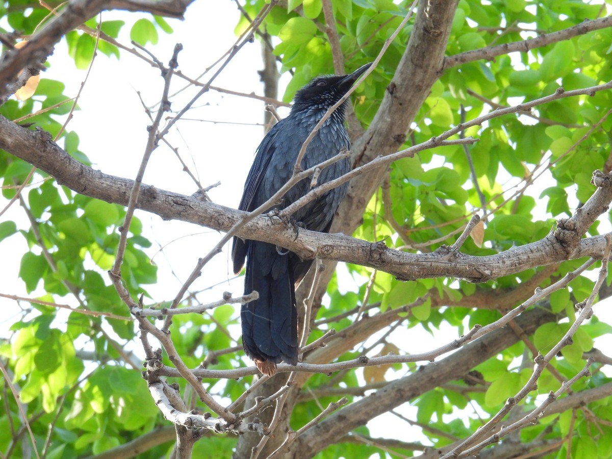 Blue Mockingbird - ML639801710