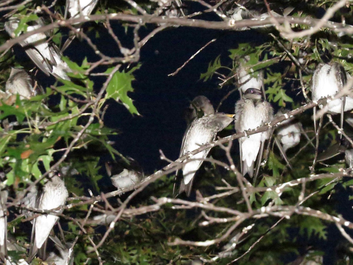 Purple Martin - ML639801741