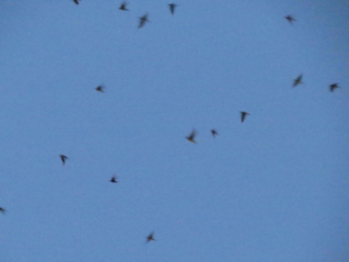 Purple Martin - ML639801748
