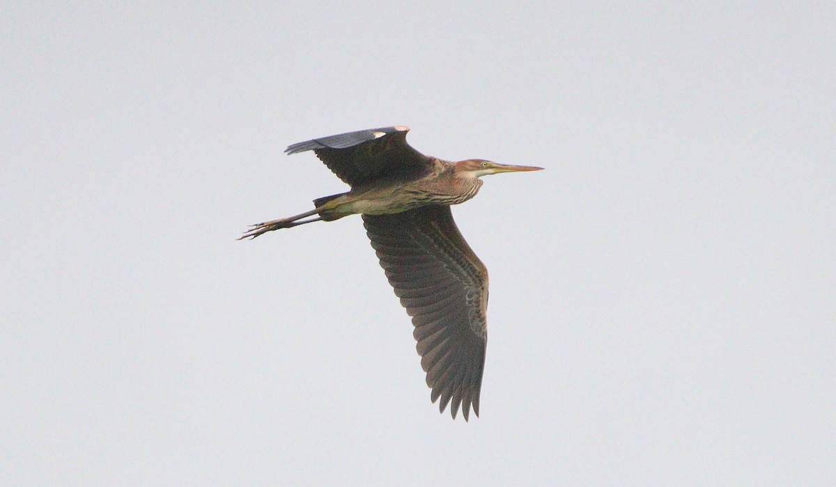 Зээрд дэглий - ML639801753